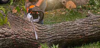 Best Firewood Processing and Delivery  in Walker Valley, NY